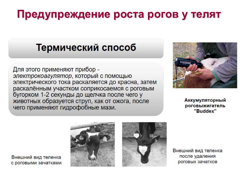 Предупреждение роста рогов у телят Аккумуляторный роговыжигатель Предупреждение роста рогов у телят Аккумуляторный роговыжигатель